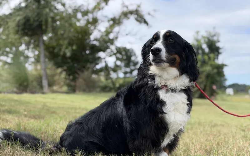 Bernese mix sitting on a leash in the grass