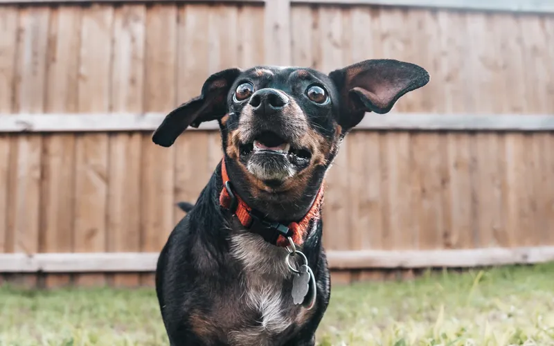 Black and tan dog with its ears up, looking at the camera