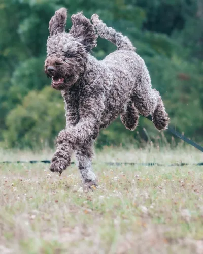 Doodle running on a long line