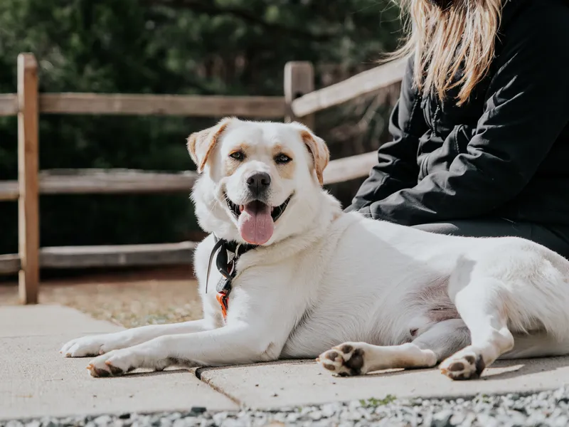 White Lab relaxing beside its owner