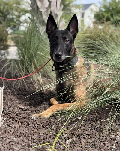 Belgian Malinois holding a down in the grass